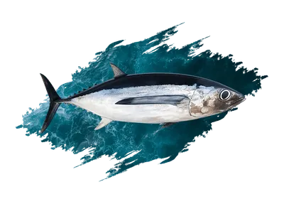 Tuna
