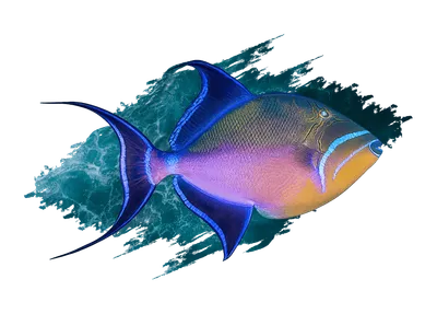 Triggerfish