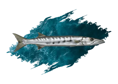 Barracuda