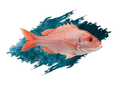 Red Snapper