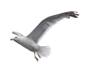 Gaviota planeando