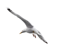 Gaviota