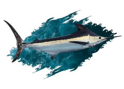 Marlin