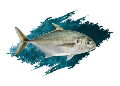 Amberjack