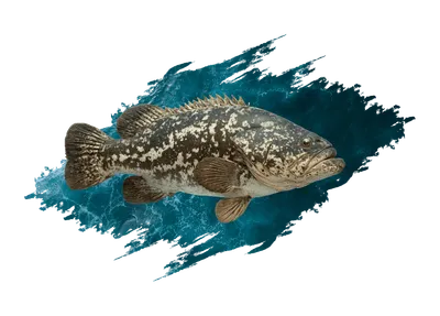 Grouper