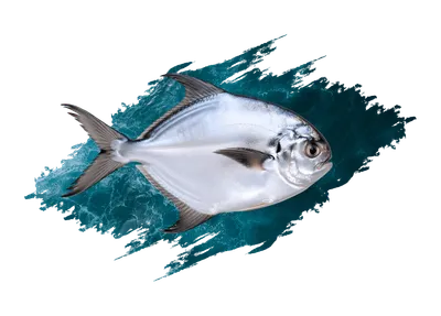 Permit
