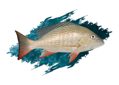 Mutton Snapper
