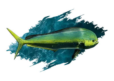 Mahi-Mahi (Dorado)