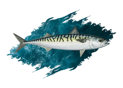 Spanish Mackerel