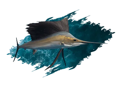 Sailfish