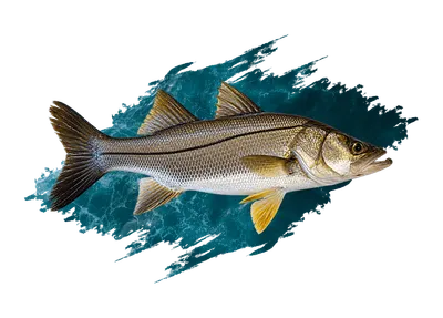Snook